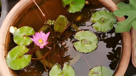 蓮花風水|如何用蓮右改善家居風水？